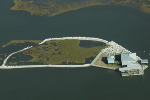 Pelicans Roosting on Island in Marsh